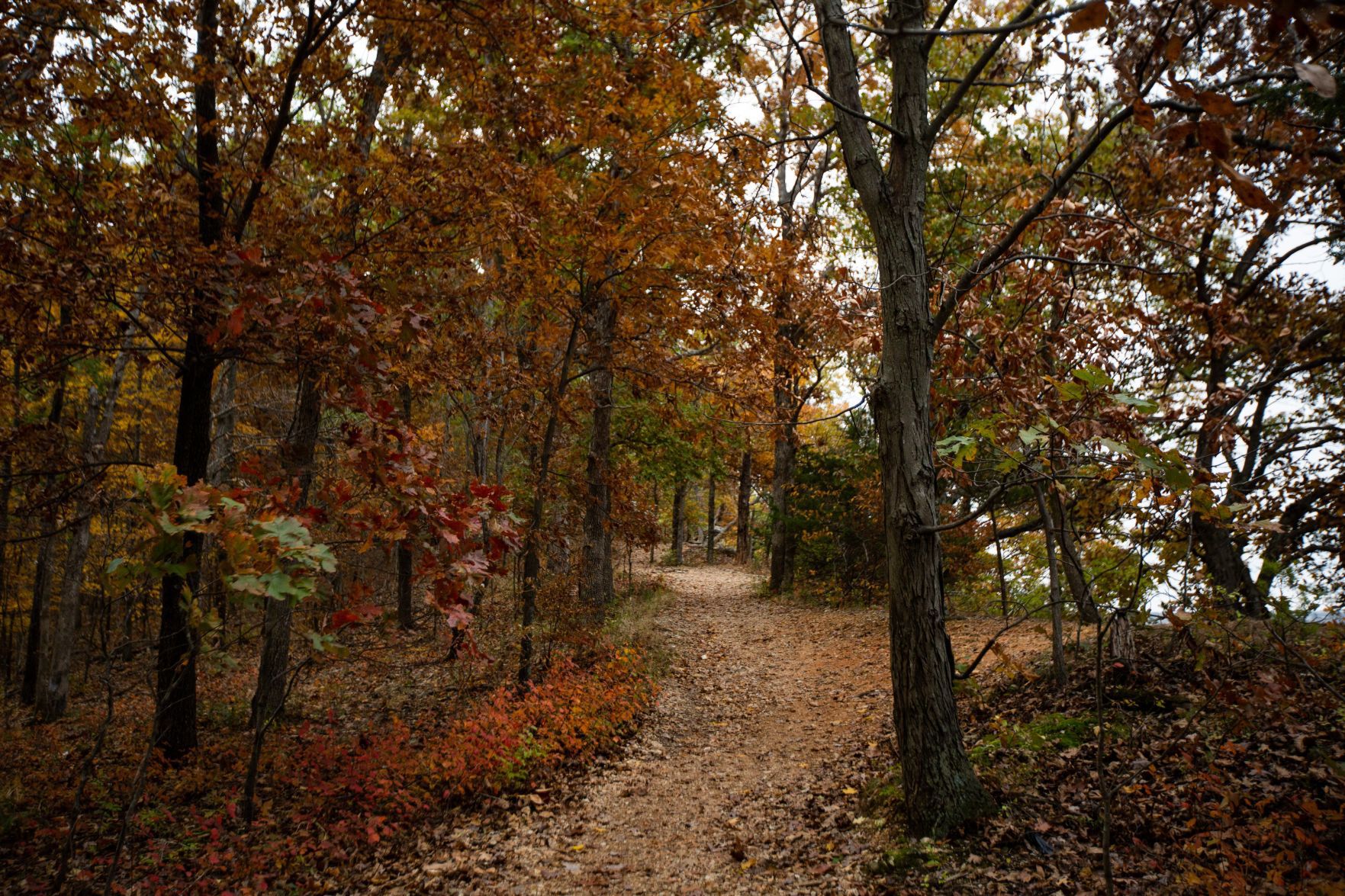 Fall Colors
